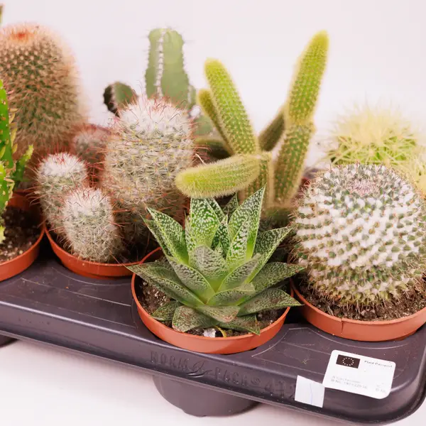 Кактус в асортименті d10 купити