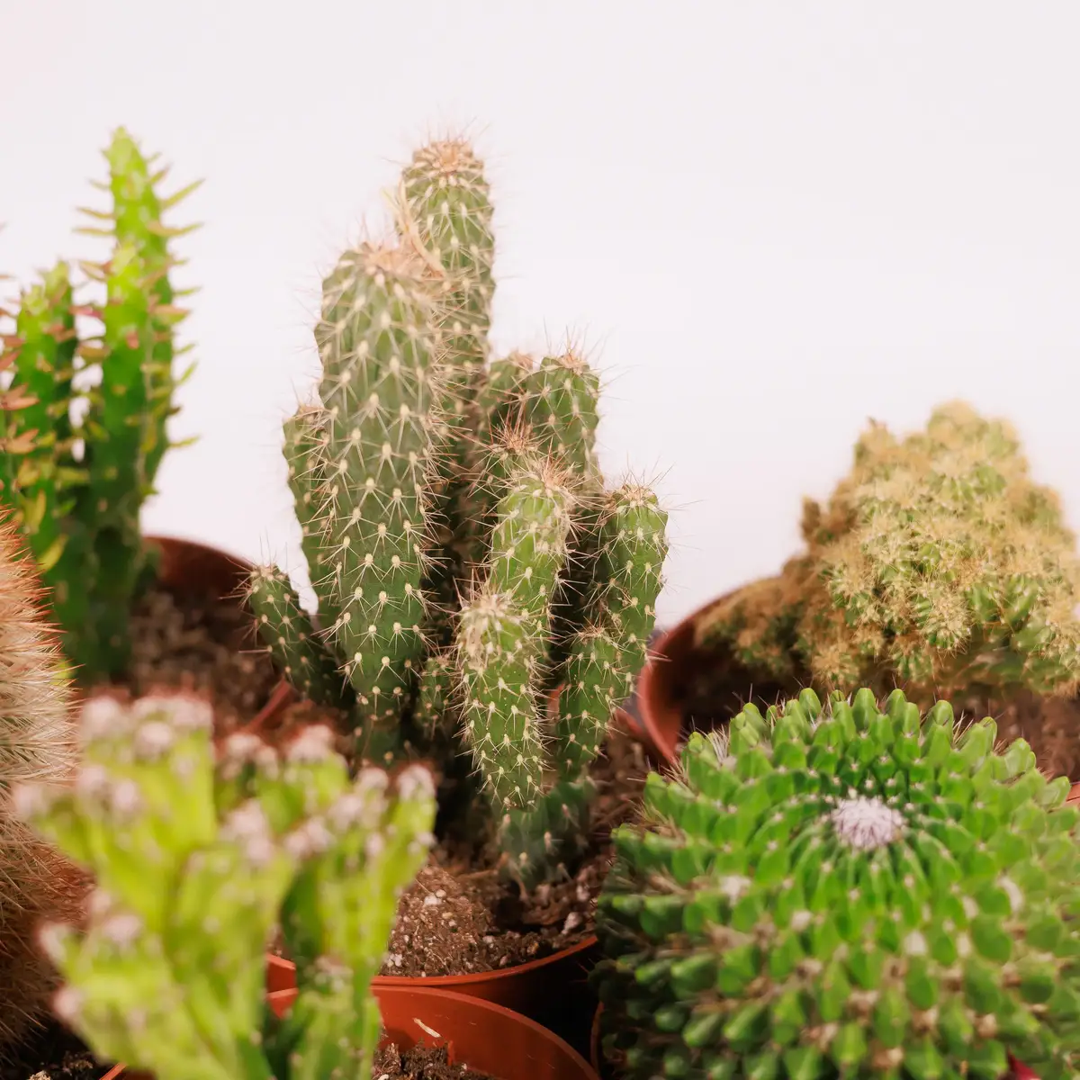 Кактус в асортименті d10 купити недорого в Україні, фото 3