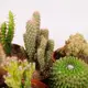 Кактус в асортименті d10 купити