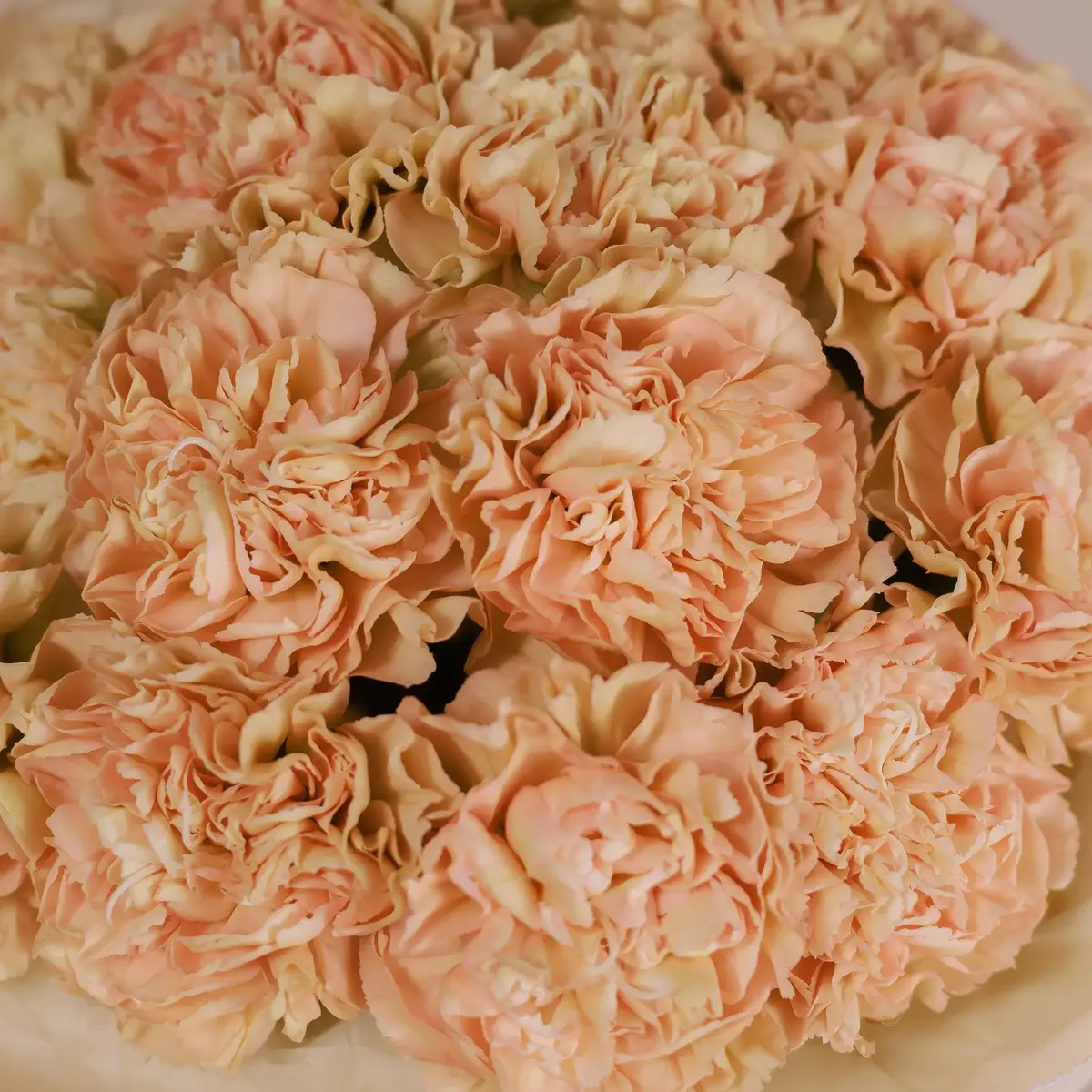 Букет 15 Бежевих Гвоздик купити недорого в Україні, фото 3