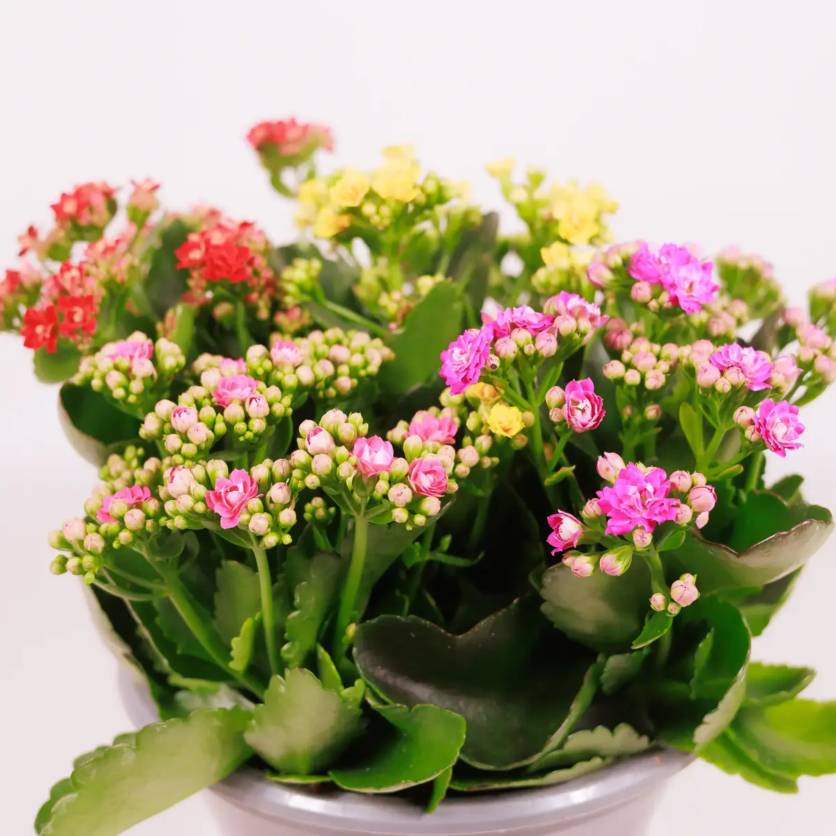 Каланхое 23 купить недорого в Украине, фото 2