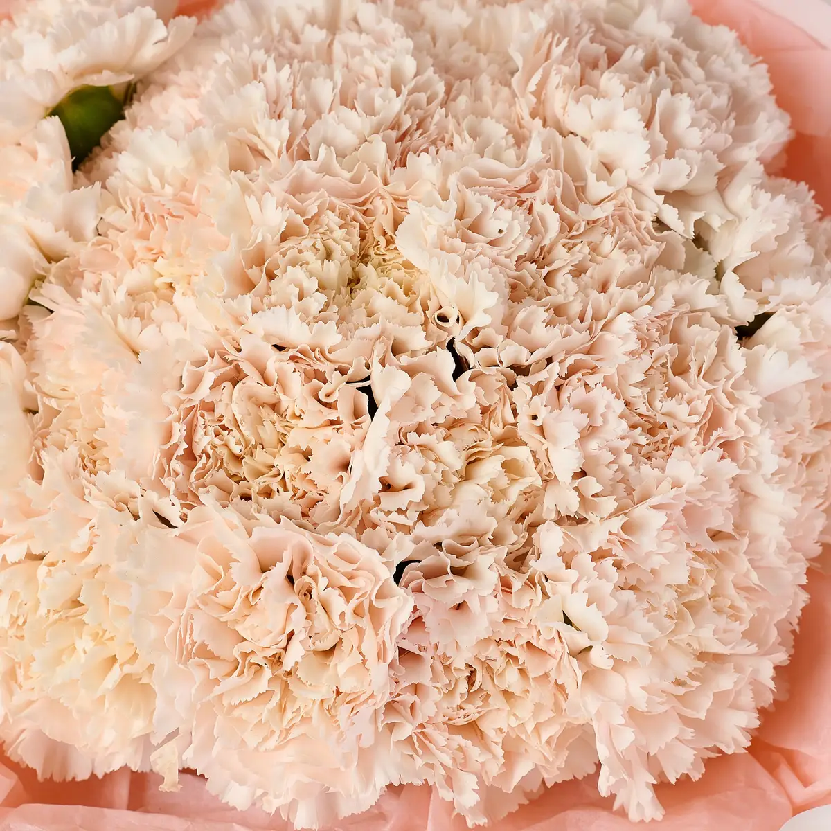 Букет 25 Бежевих Гвоздик купити недорого в Україні, фото 3