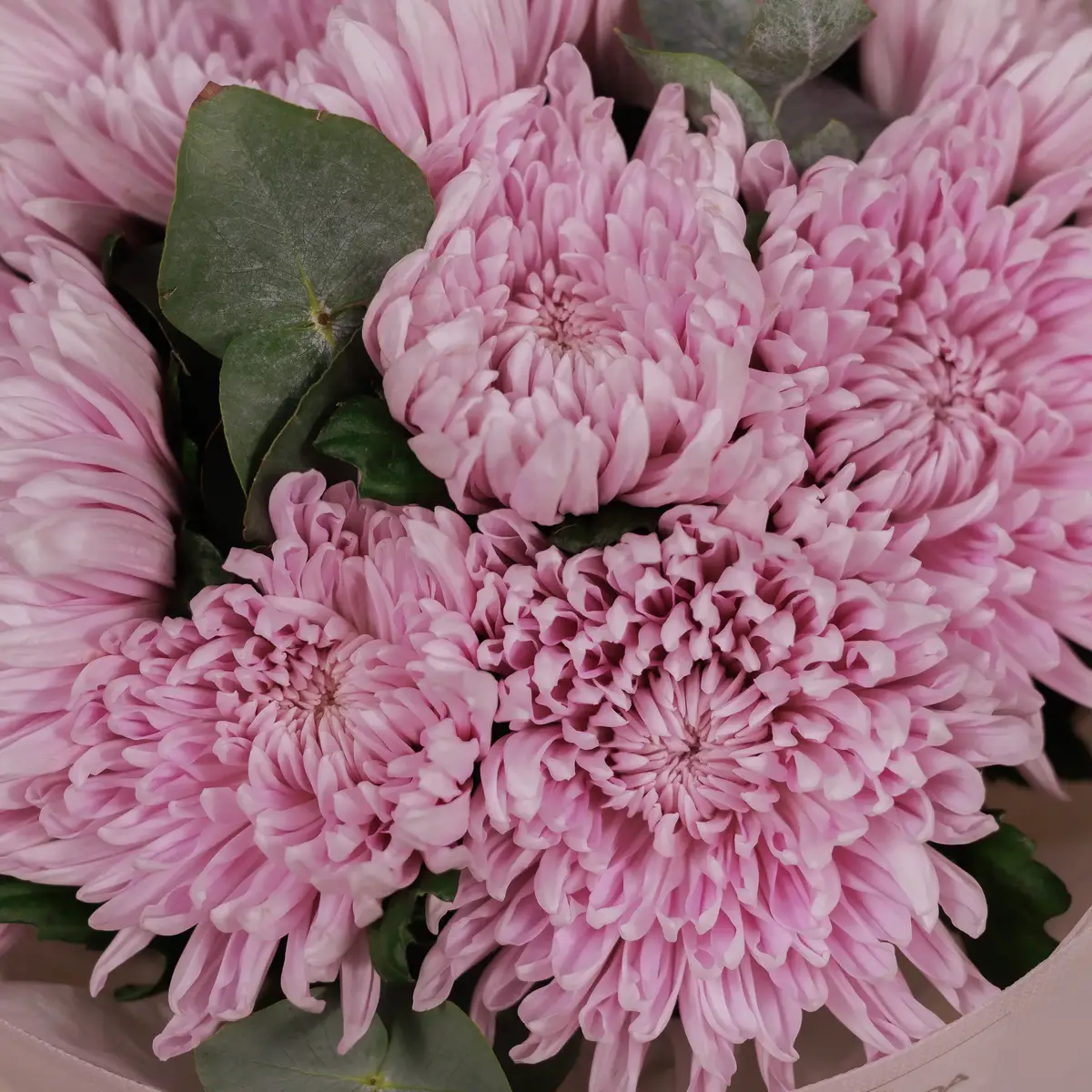 Букет 9 однобутонных розовых хризантем. купить недорого в Украине, фото 3