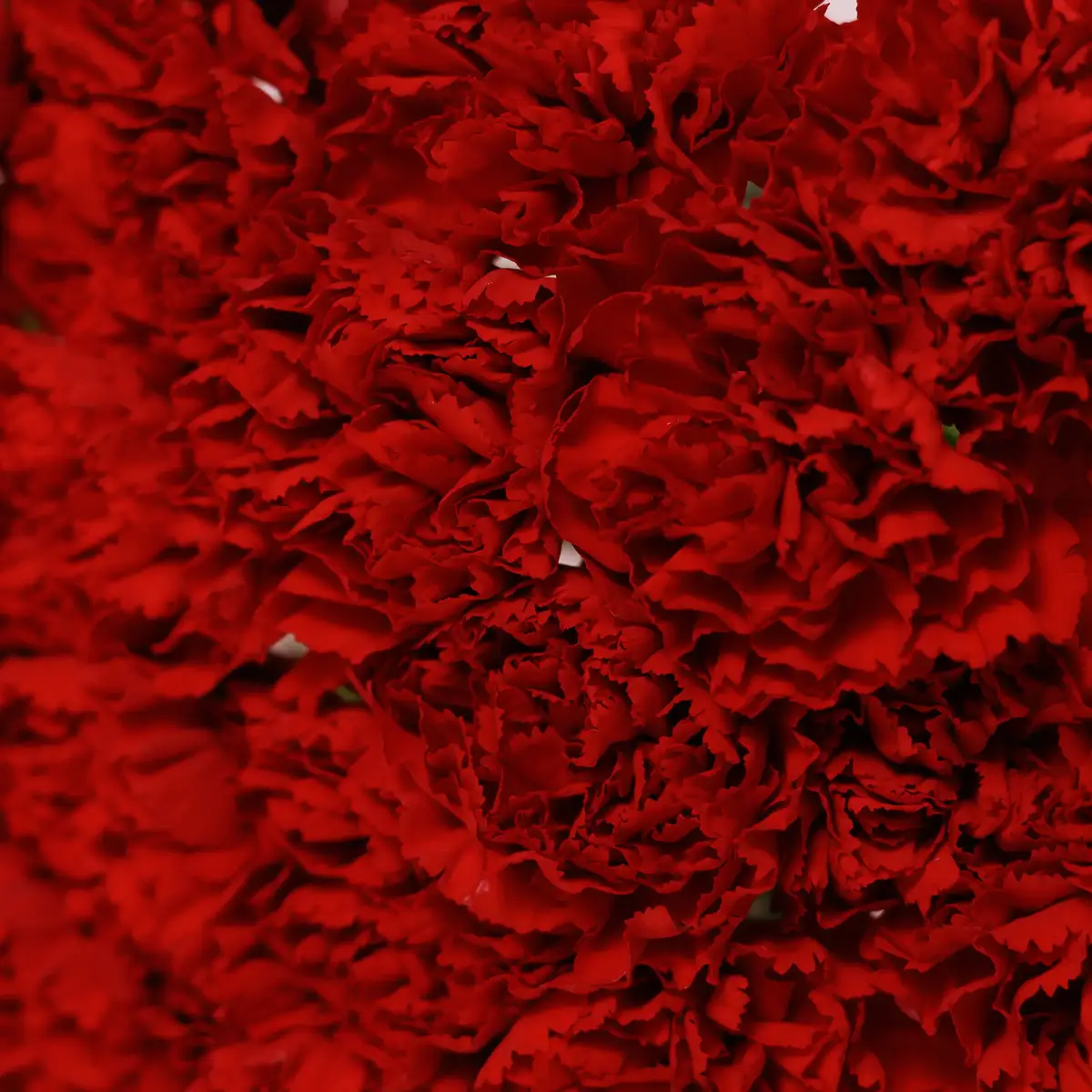 Букет из 25 красной гвоздики купить недорого в Украине, фото 3