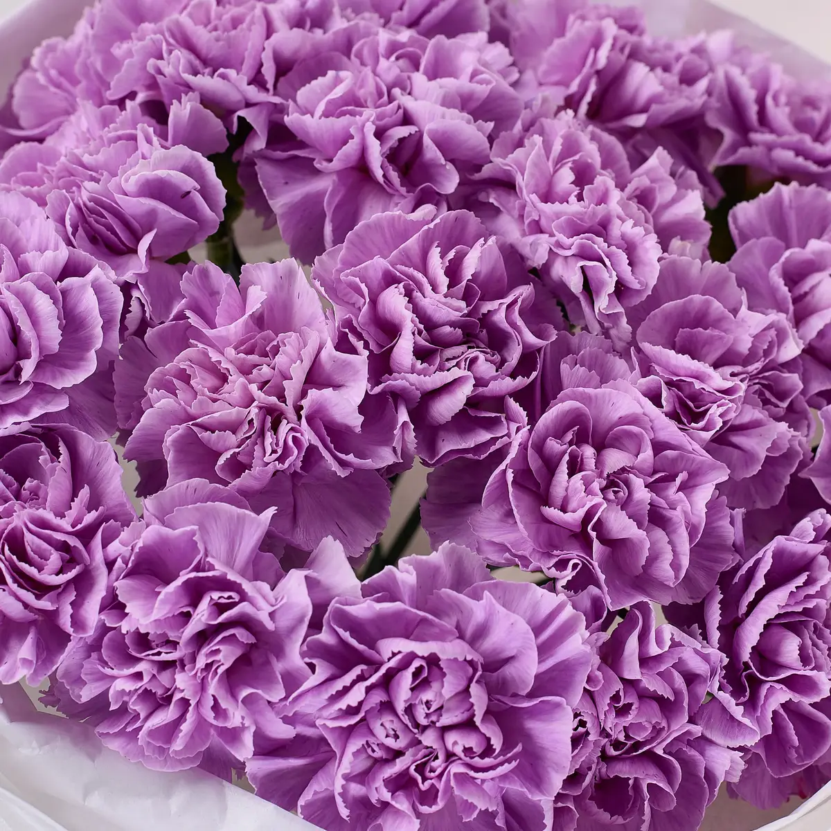 Букет 21 Лавандова Гвоздика купити недорого в Україні, фото 3