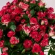 Букет 15 Роз спрей Фейерворкс купить