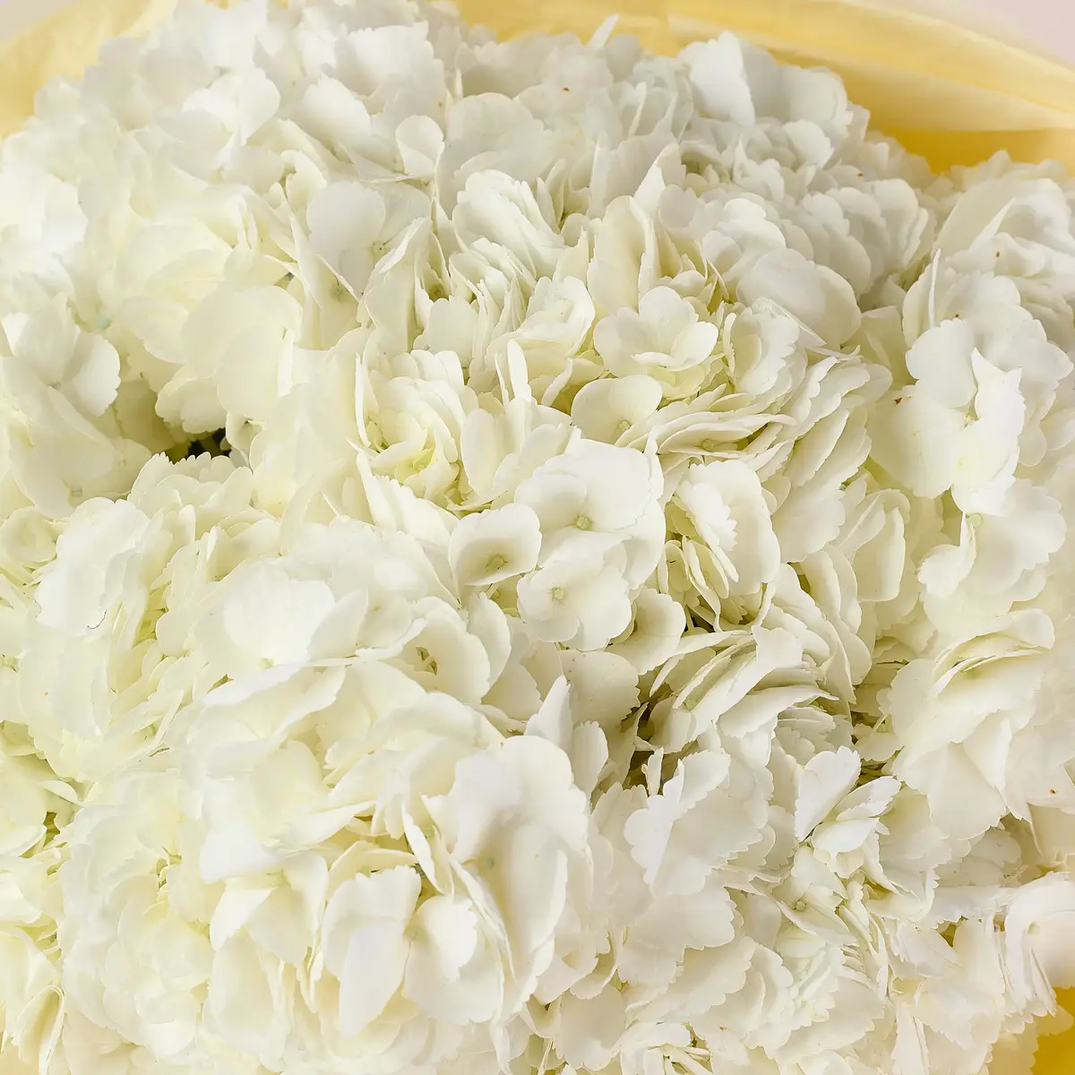 Букет 7 Білих Гортензій купити недорого в Україні, фото 3