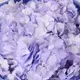 Букет 5 Лавандових Гортензій купити