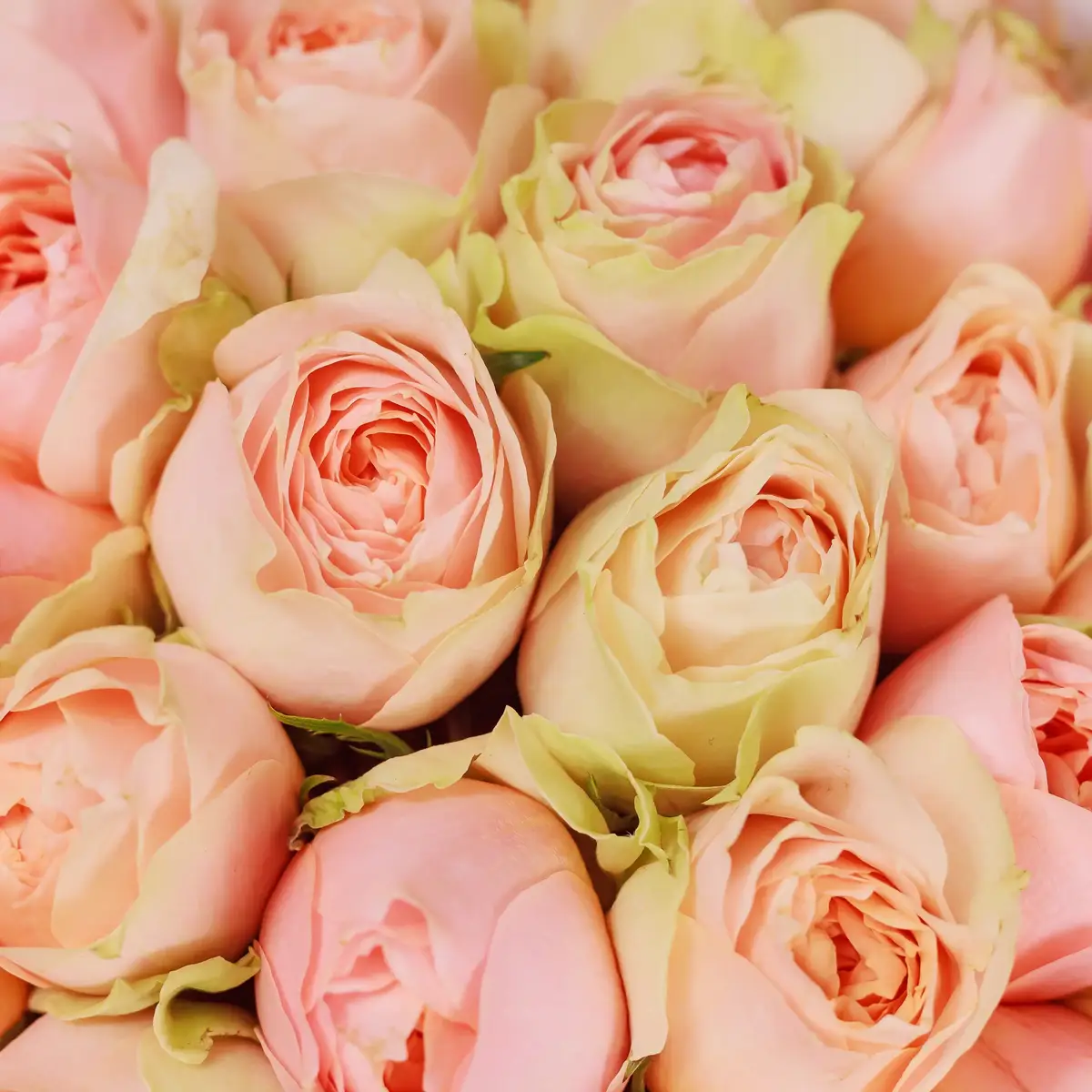 Букет 41 Троянда Гравіті купити недорого в Україні, фото 3