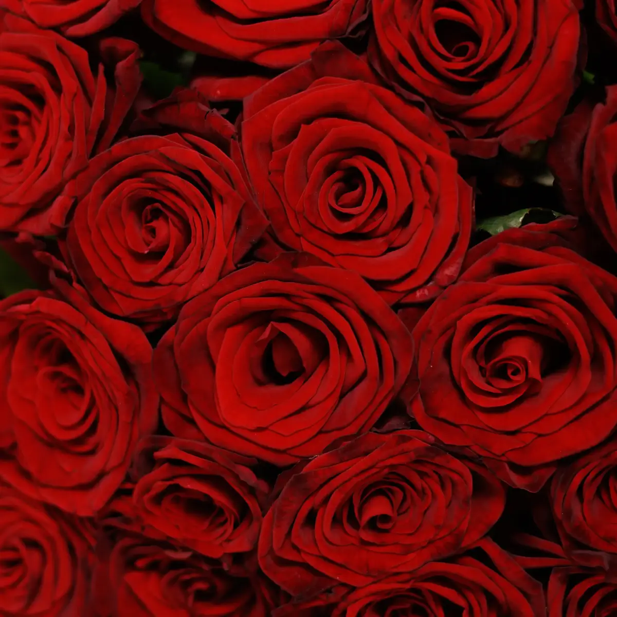 Букет 25 Троянд червоних Гран Прі купити недорого в Україні, фото 3