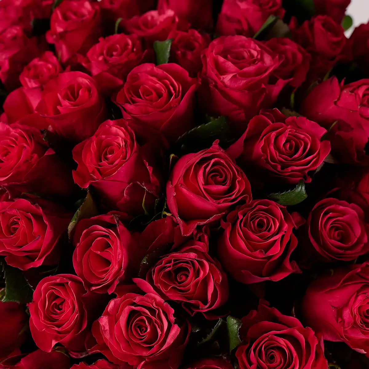 Букет 51 Роза Такази купить недорого в Украине, фото 3