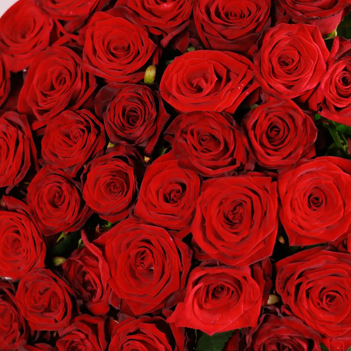Букет из 45 красных роз Престиж купить недорого в Украине, фото 3