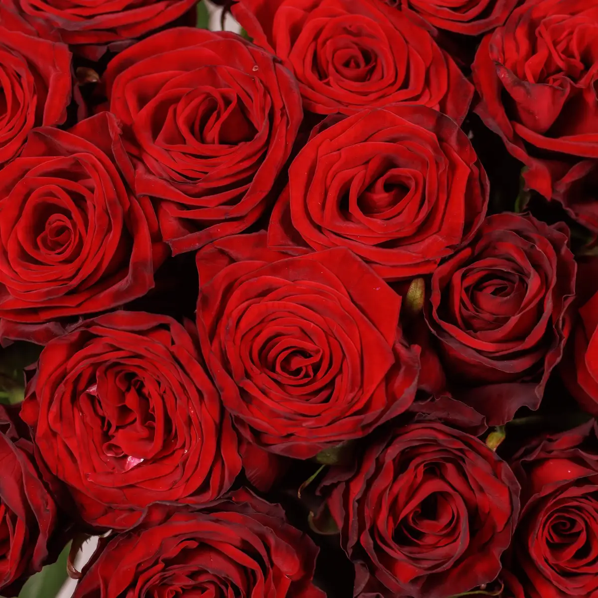 Букет 31 Троянда червона Гран Прі купити недорого в Україні, фото 3