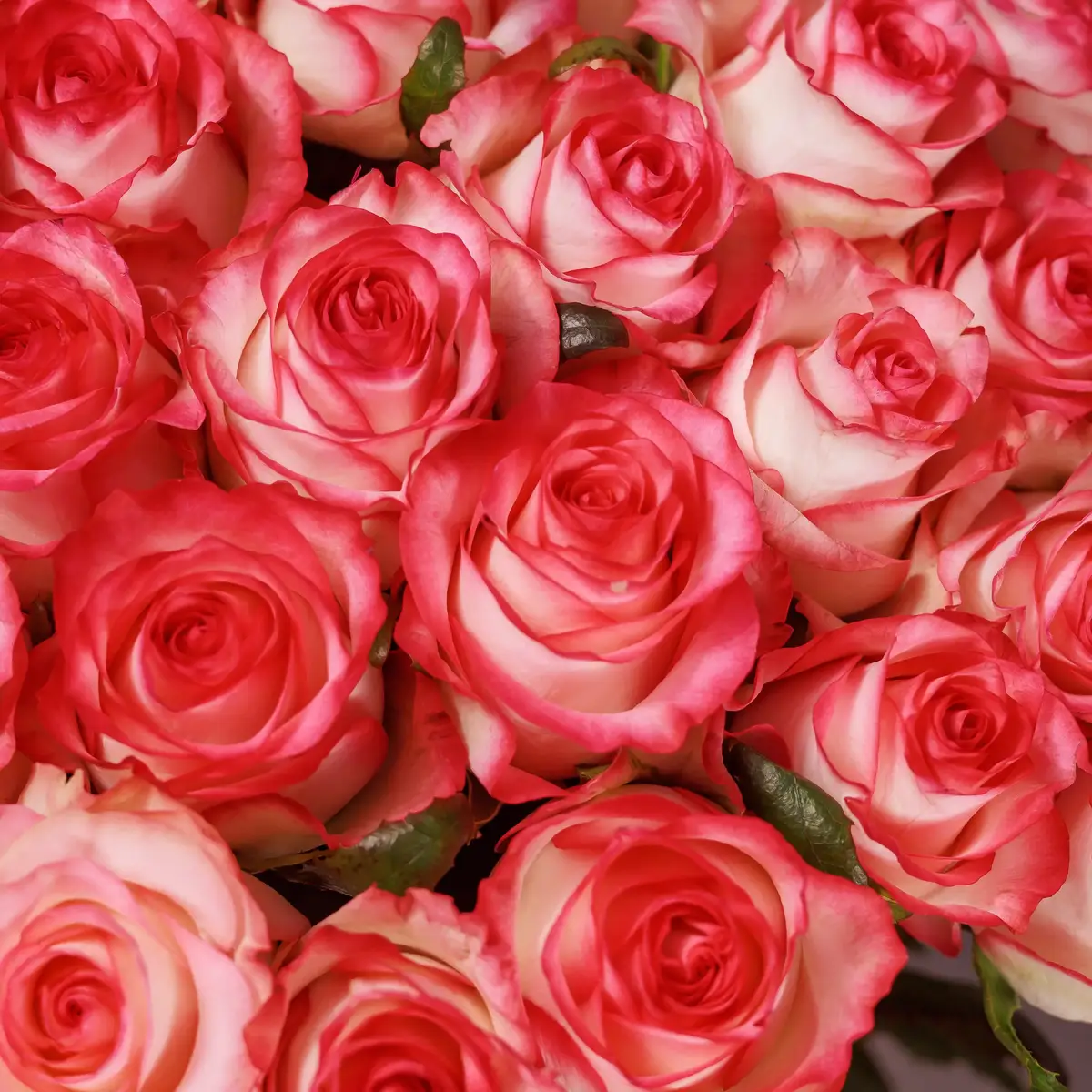 Букет 45 Роз Джумилия купить недорого в Украине, фото 3