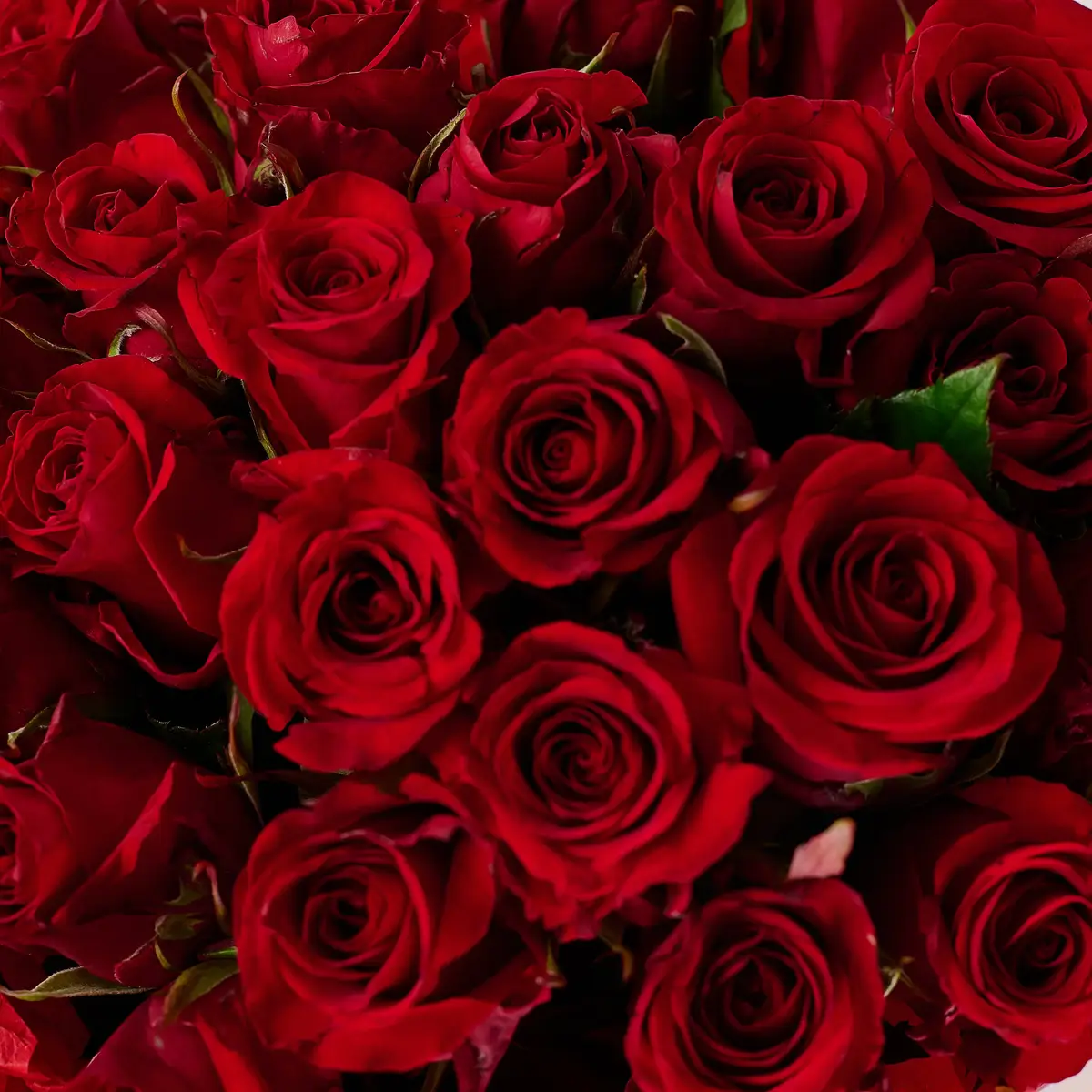 Букет 25 Роз красных Ред Игл купить недорого в Украине, фото 3