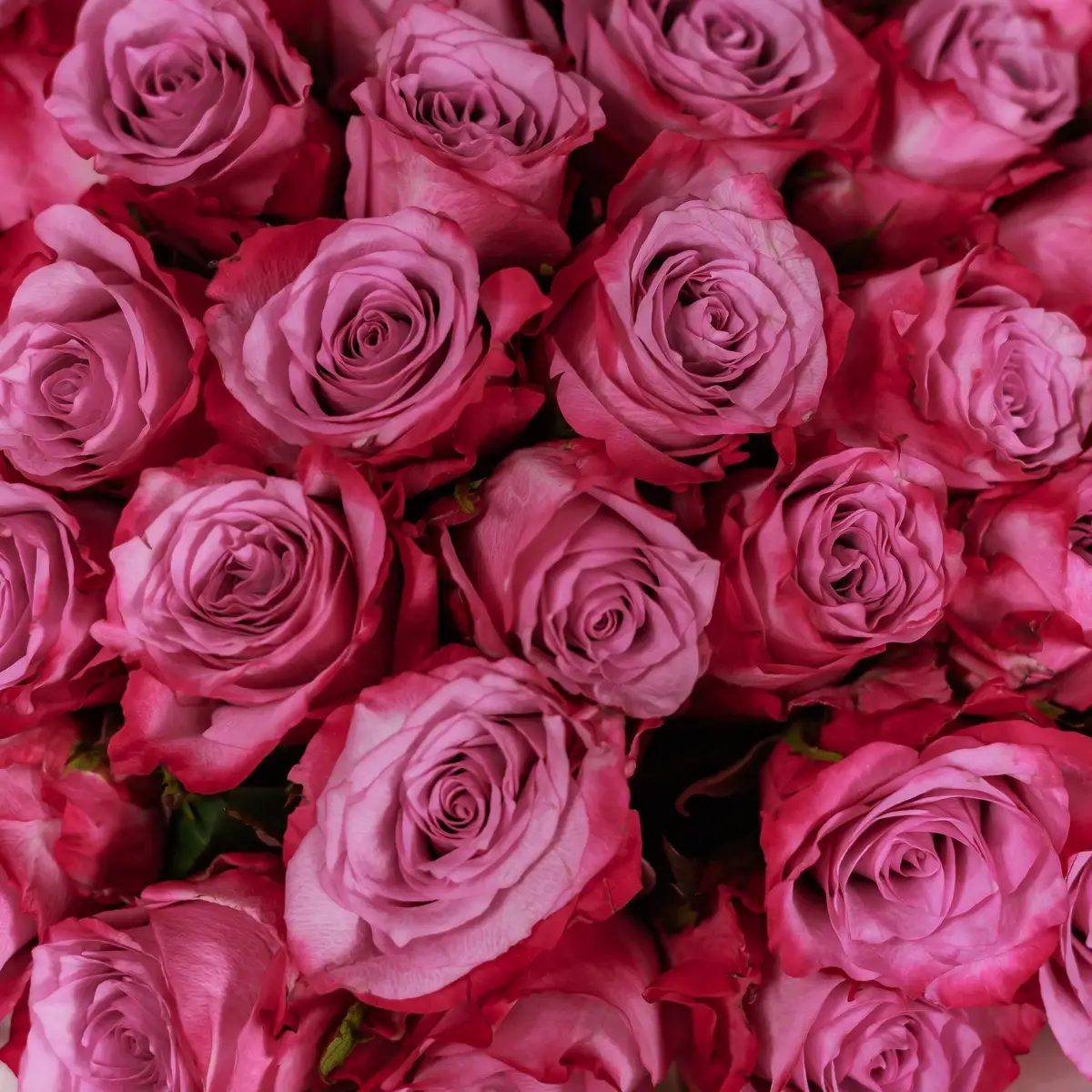 Букет 35 Троянд Діп Пурпл купити недорого в Україні, фото 3