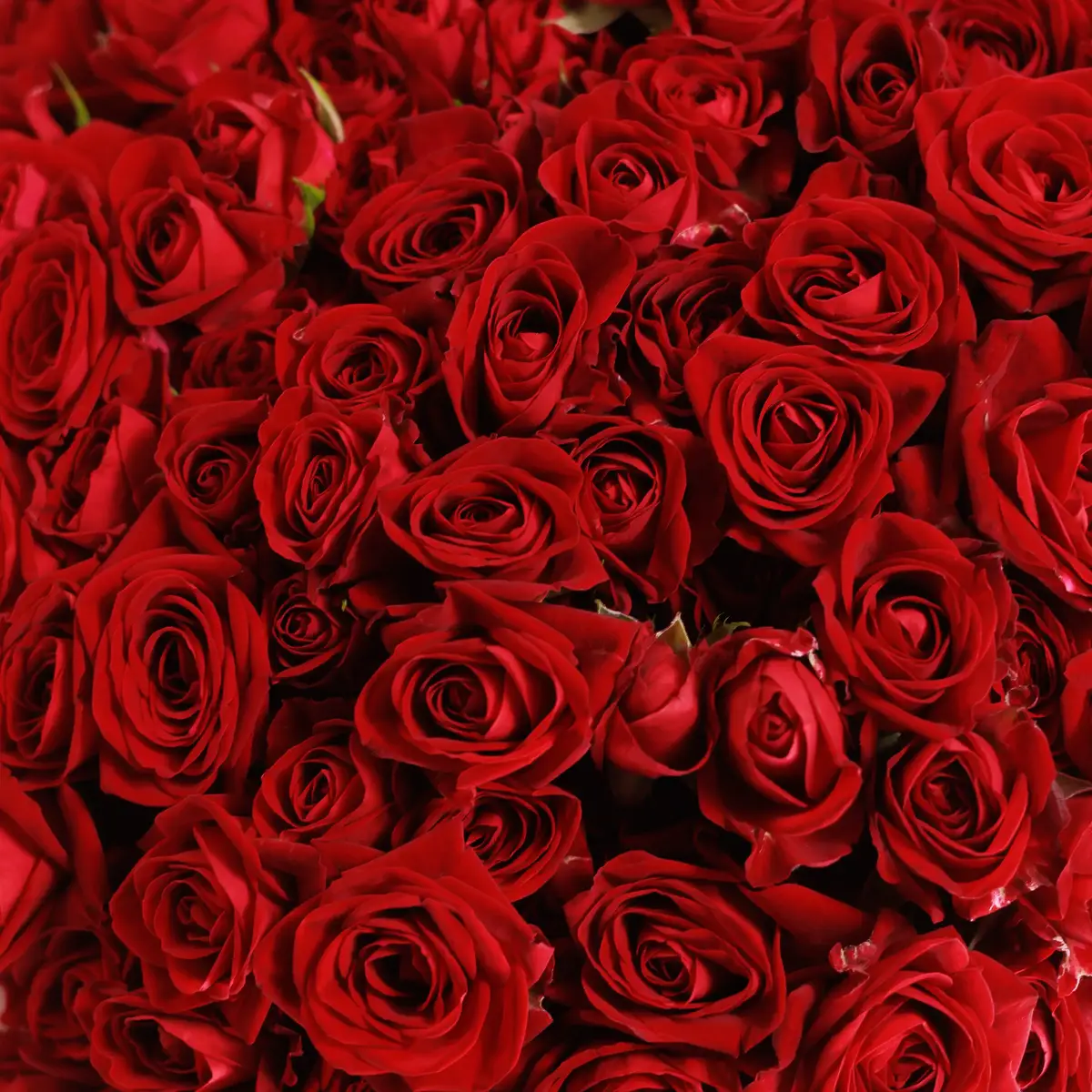 Букет 35 Троянд спрей Домініка купити недорого в Україні, фото 3