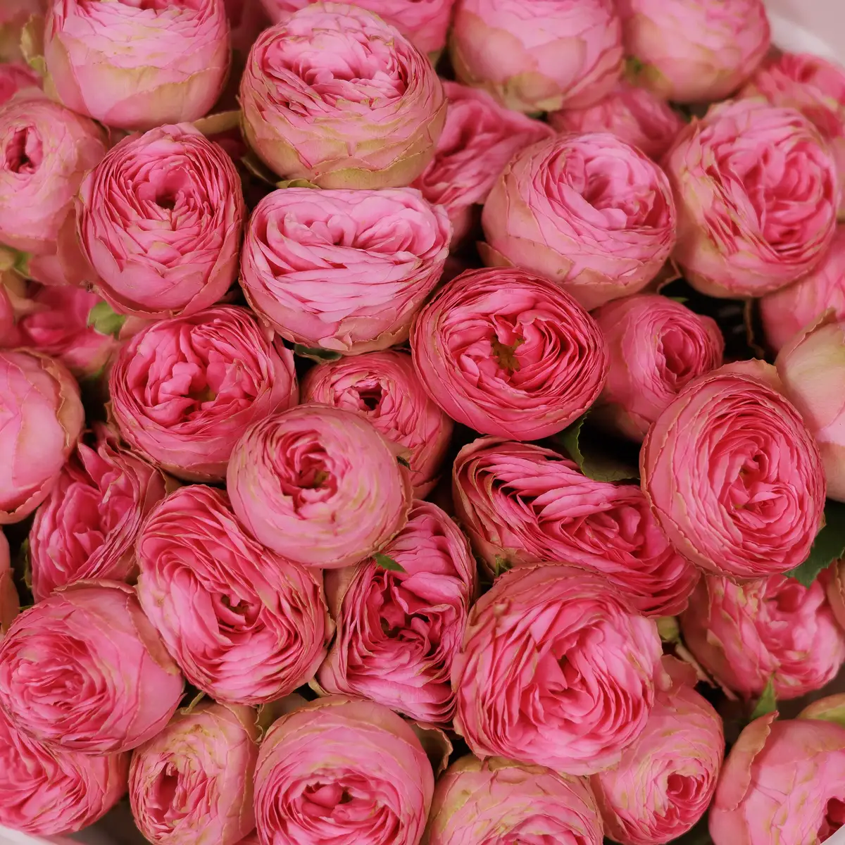 Букет 13 Троянд спрей Жизель купити недорого в Україні, фото 3