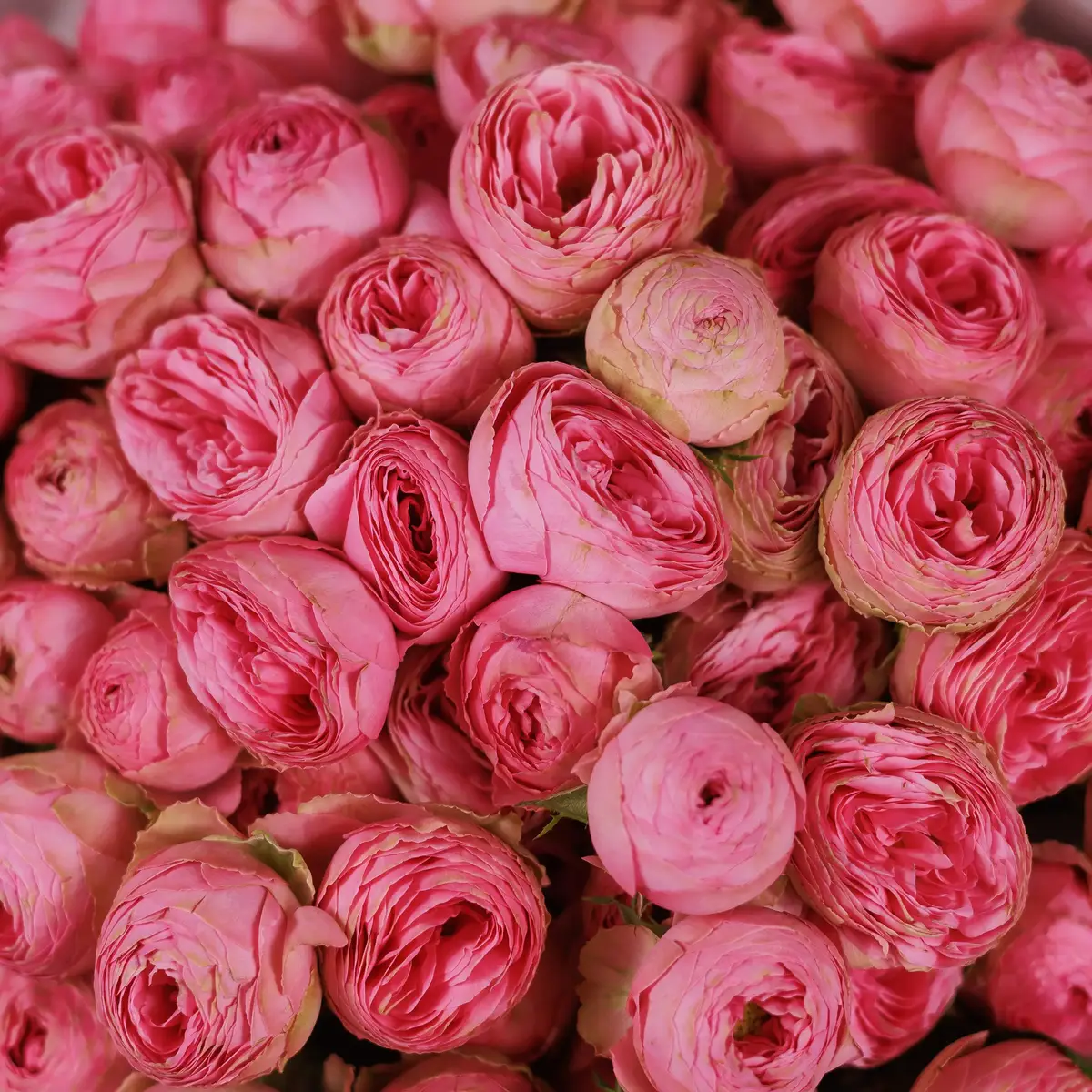 Букет 21 Троянда спрей Жизель купити недорого в Україні, фото 3