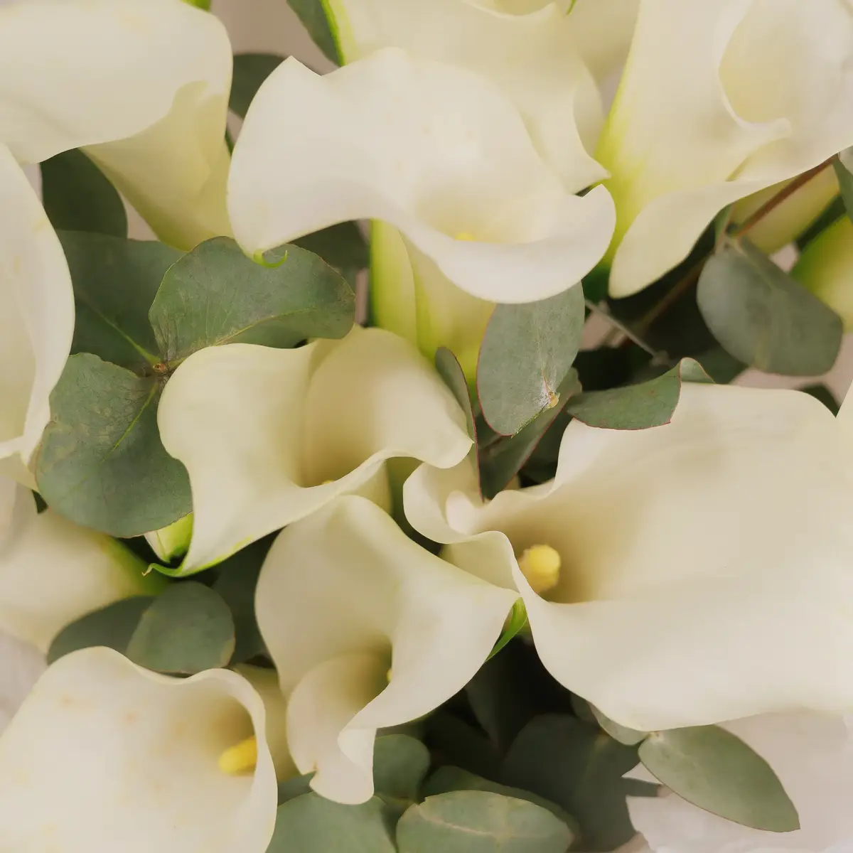 Букет 15 Білих Зантадезій з евкаліптом купити недорого в Україні, фото 3