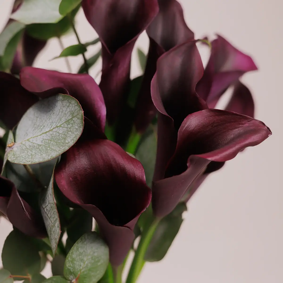 Букет 15 бордовых зантадезий с эвкалиптом. купить недорого в Украине, фото 3