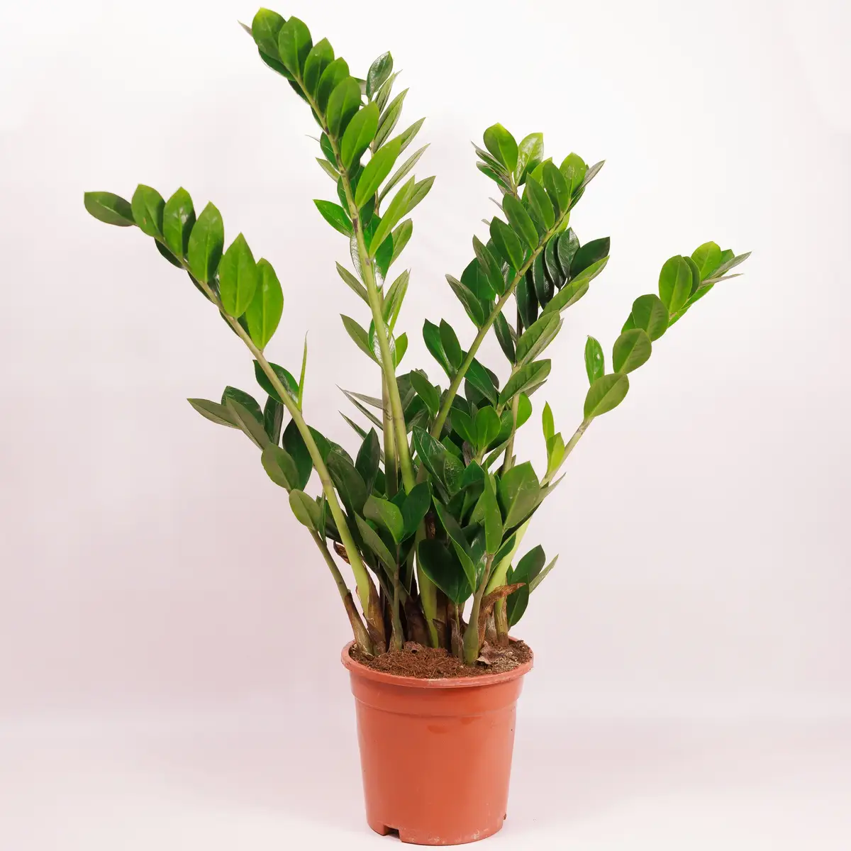 Заміокулькас d21 купити