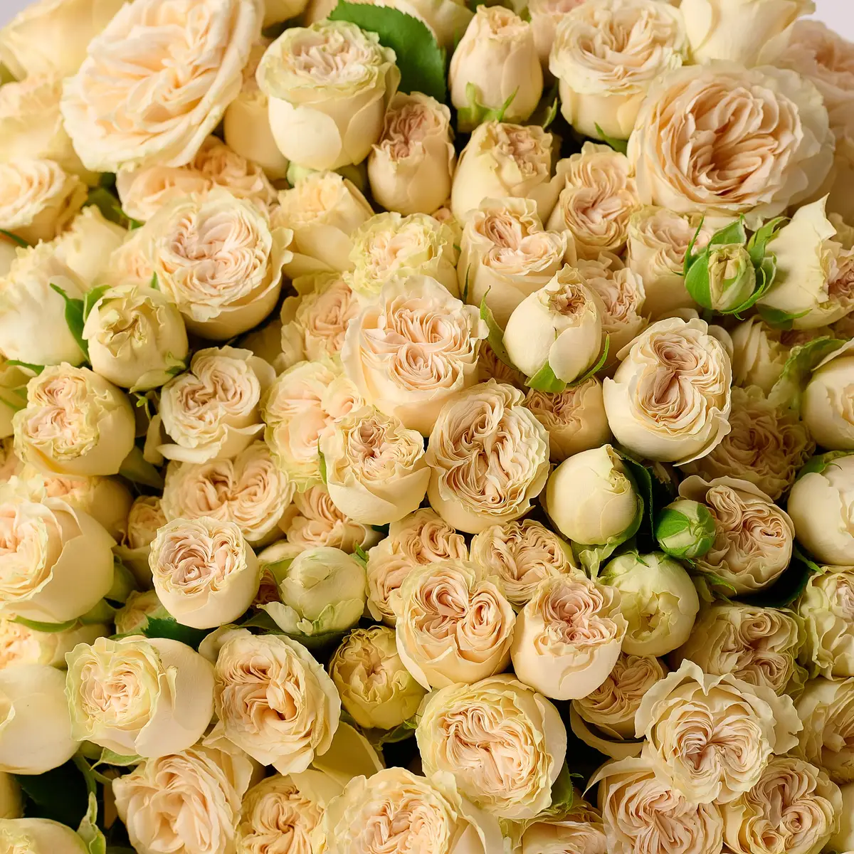 Букет 41 Роза спрей Самерроуз купить недорого в Украине, фото 3