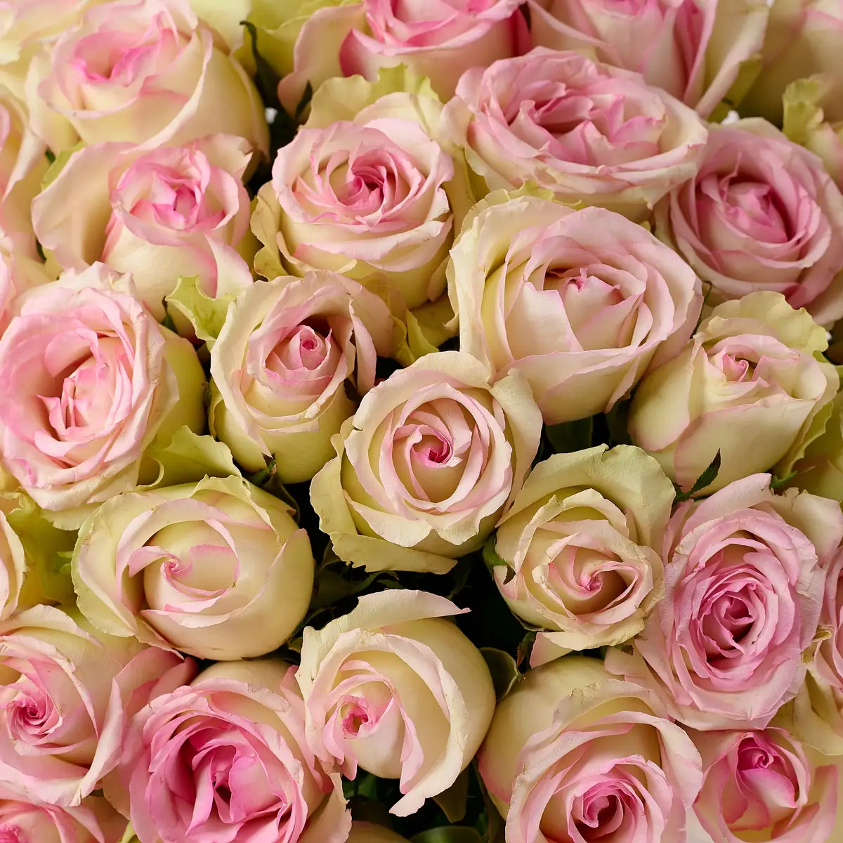 Букет 45 Троянд Пінк Джорней купити недорого в Україні, фото 3