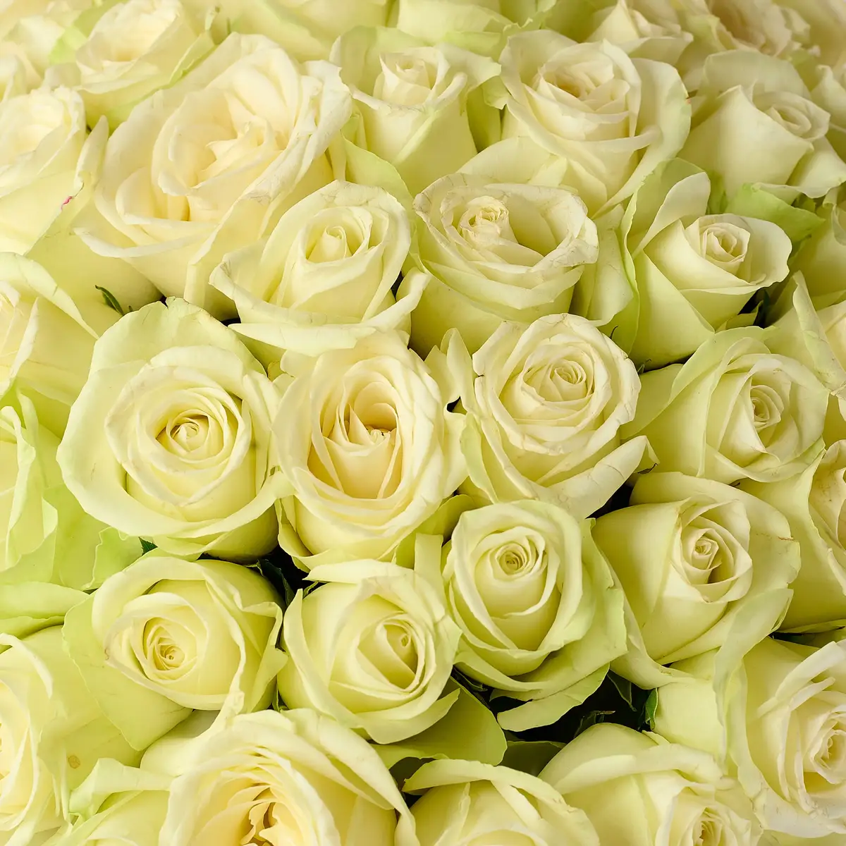 Букет 51 Роза белая Сновсторм купить недорого в Украине, фото 3