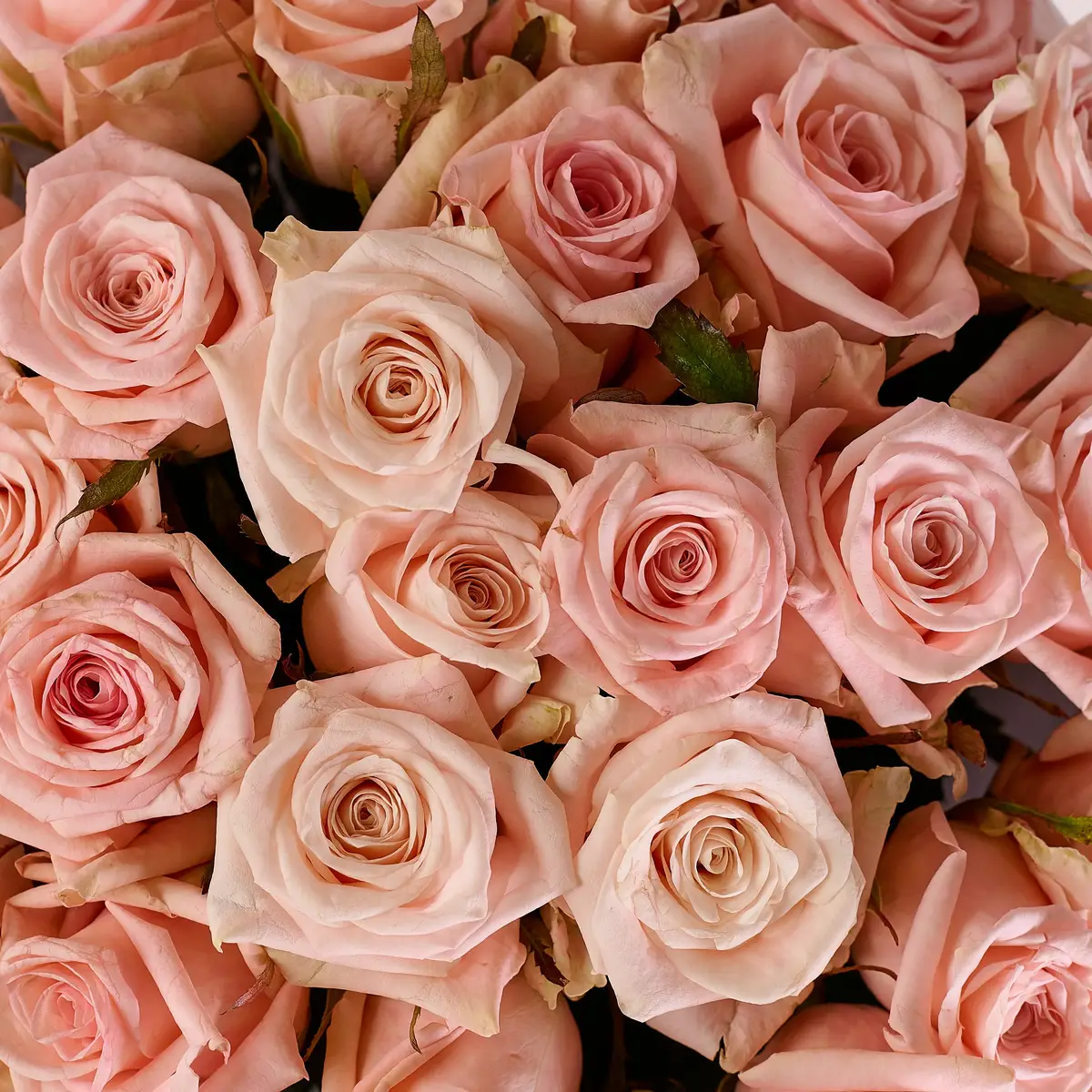 Букет 35 Роз Кимберли купить недорого в Украине, фото 3