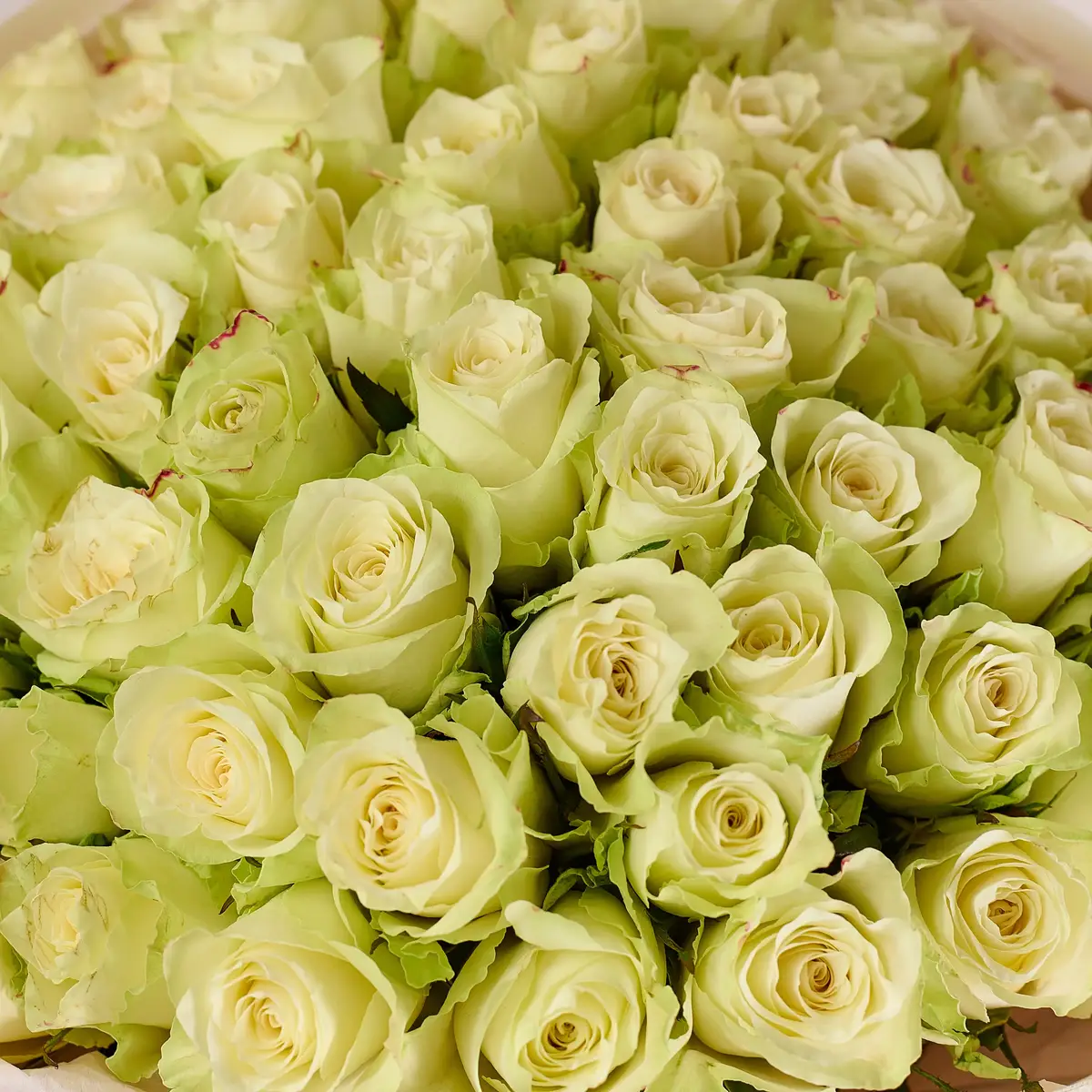 Букет 65 Троянд Атена купити недорого в Україні, фото 3