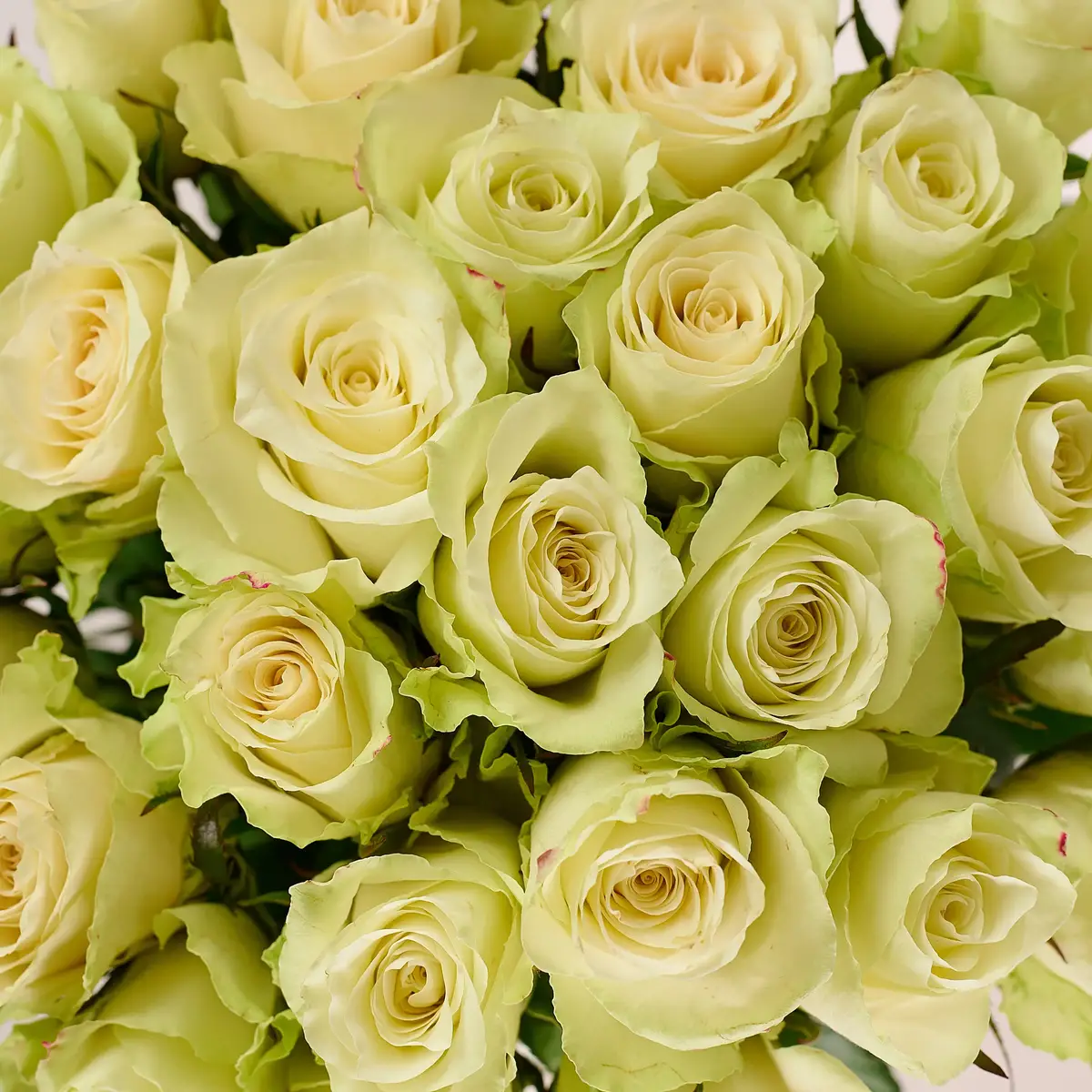 Букет 31 Троянда Атена купити недорого в Україні, фото 3