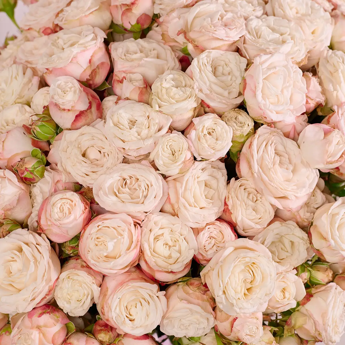 Букет 31 Роза спрей Бомбастик купить недорого в Украине, фото 3