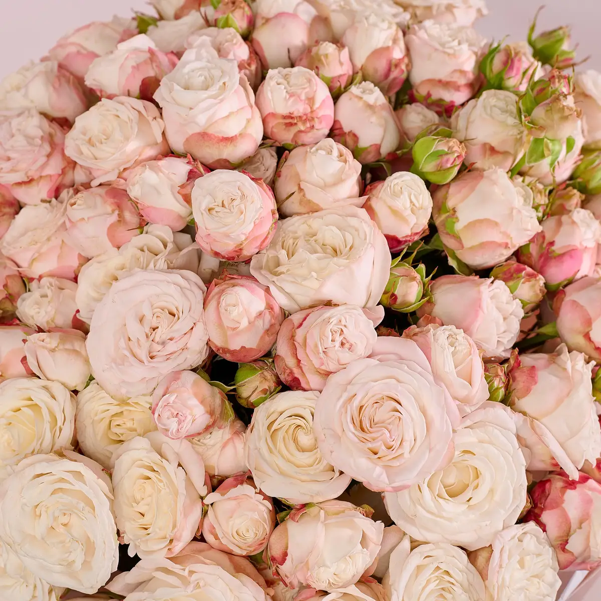 Букет 19 Роз спрей Бомбастик купить недорого в Украине, фото 3