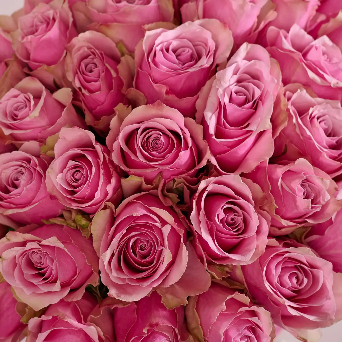 Букет 41 Роза Атена Роял купить недорого в Украине, фото 3