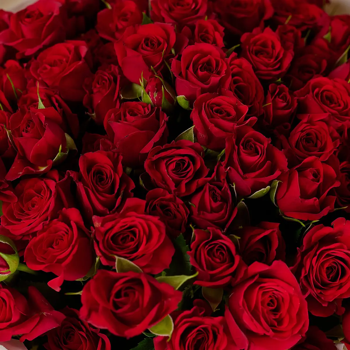 Букет из 25 роз брызг мираб купить недорого в Украине, фото 3