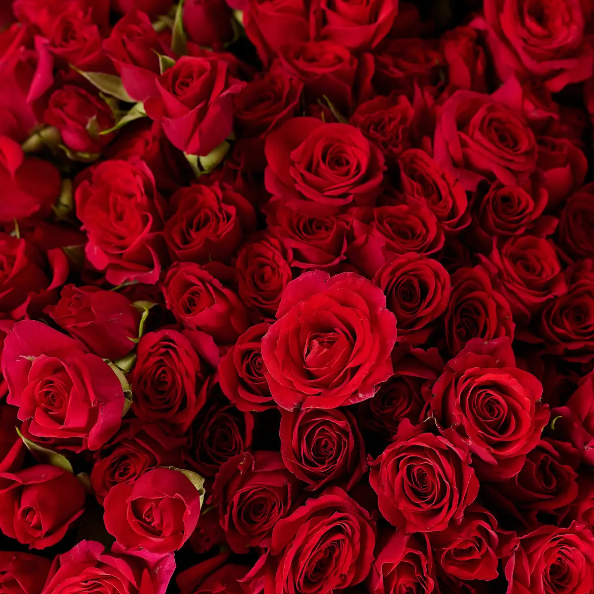 Bouquet 41 Rose Spray Mirabs купить недорого в Украине, фото 3