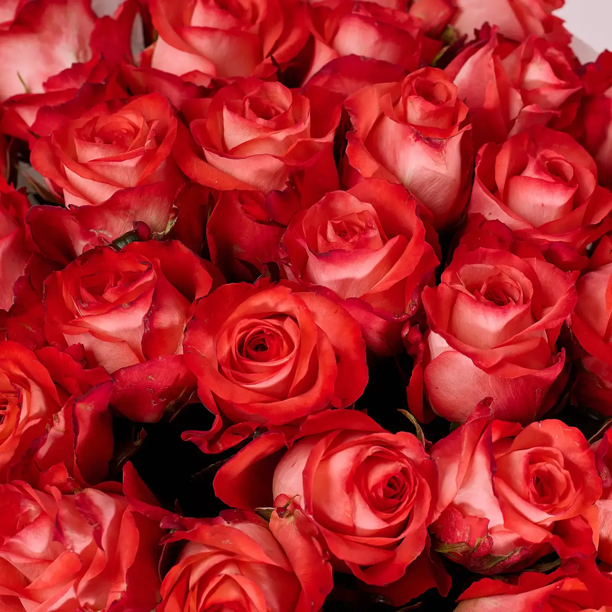 Букет 31 Троянда Айкон купити недорого в Україні, фото 3