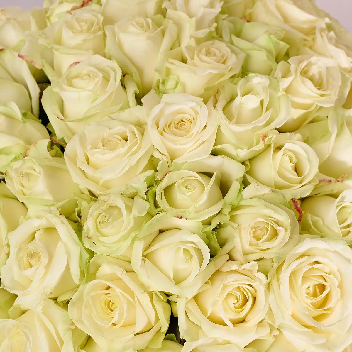 Букет 51 Троянда біла Аваланч купити недорого в Україні, фото 3