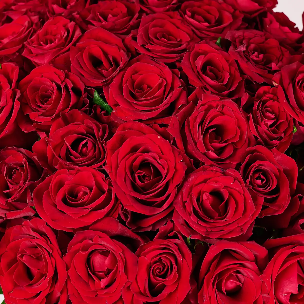 Букет 51 Троянда червона Евер Ред купити недорого в Україні, фото 3