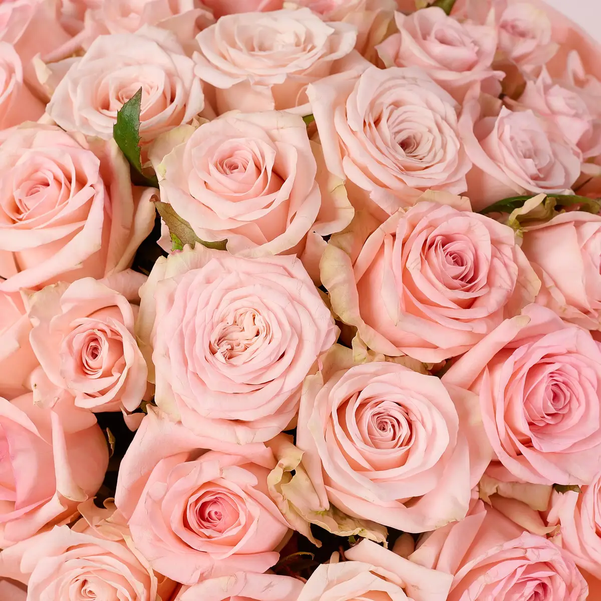 Букет 41 Роза Кимберли купить недорого в Украине, фото 3