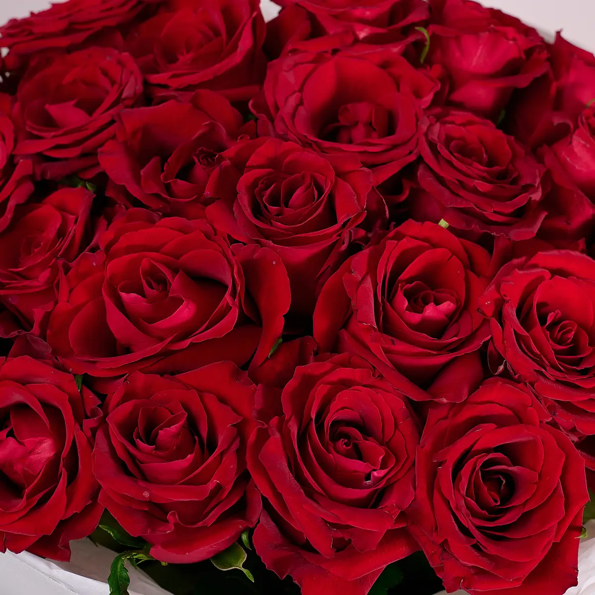 Букет 25 Троянд червоних Евер Ред купити недорого в Україні, фото 3