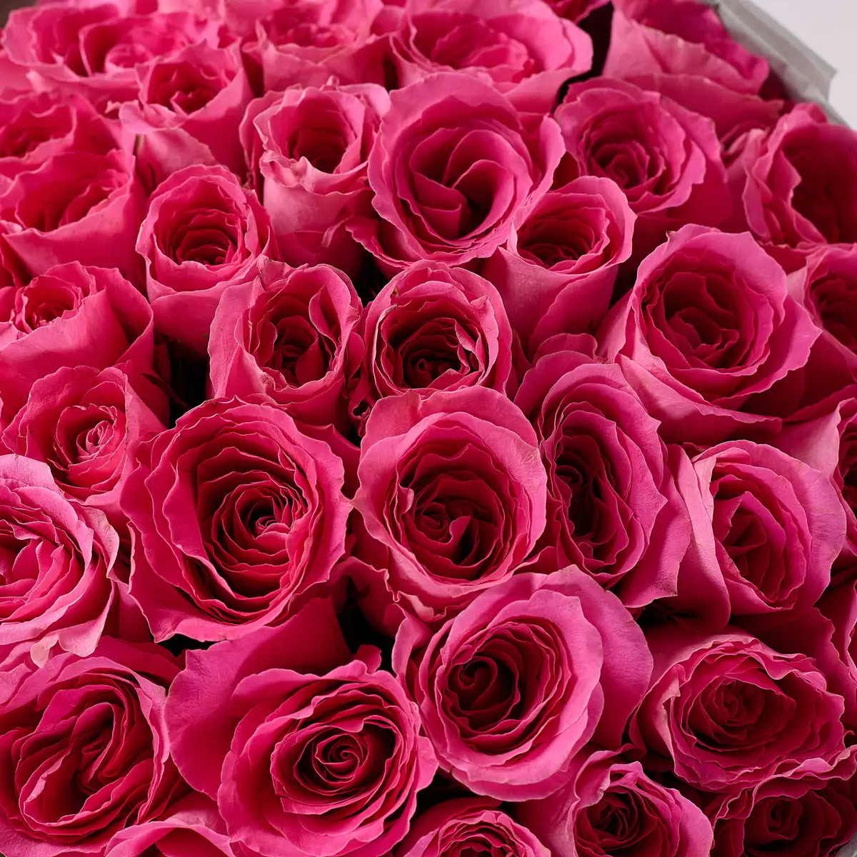 Букет 45 Троянд Вотергейм купити недорого в Україні, фото 3