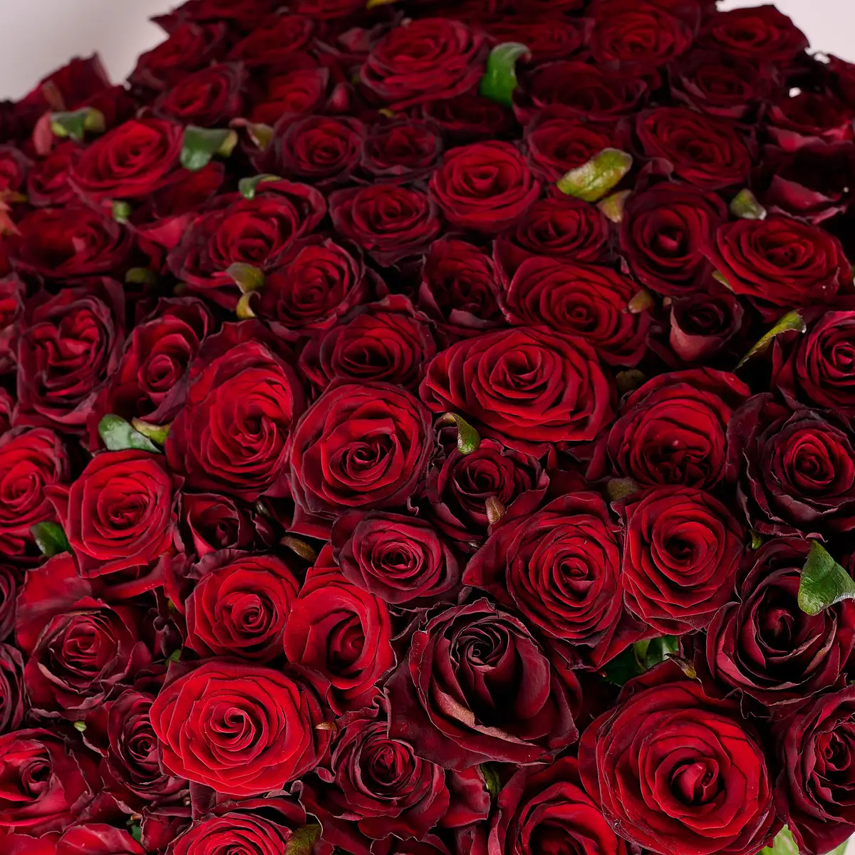 Букет 101 Троянда червона Гран Прі купити недорого в Україні, фото 3