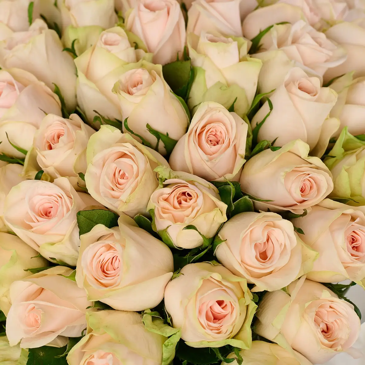 Букет 55 Троянд Ведінг Роуз купити недорого в Україні, фото 3