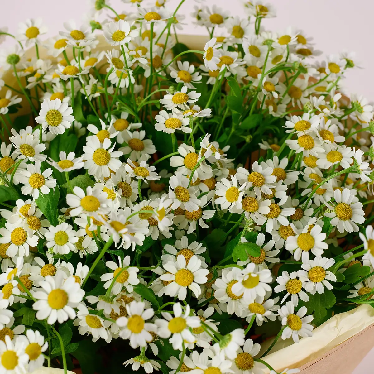 Букет 21 Польова Ромашка купити недорого в Україні, фото 3