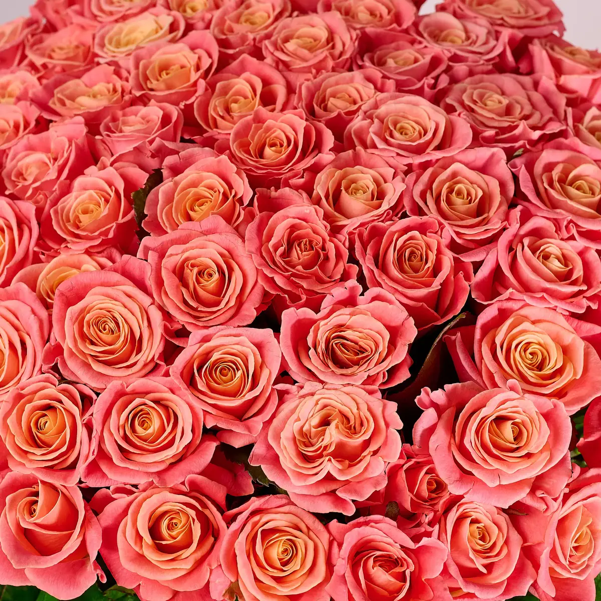 Букет 75 Троянд Міс Піггі купити недорого в Україні, фото 3