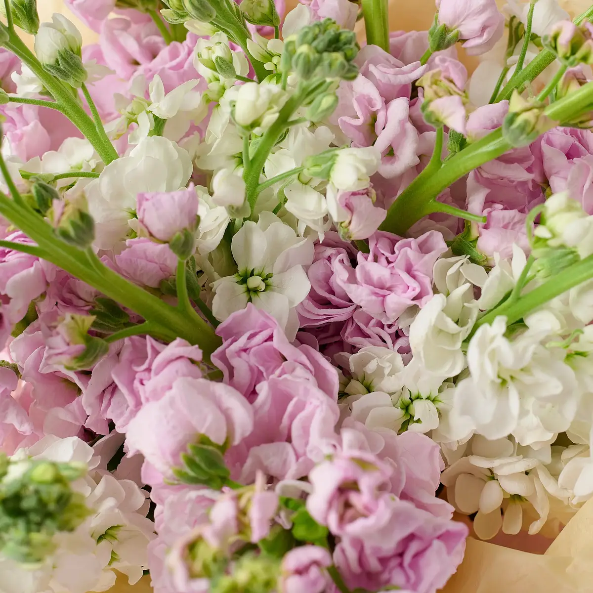 Букет 15 Матіол Мікс купити недорого в Україні, фото 3