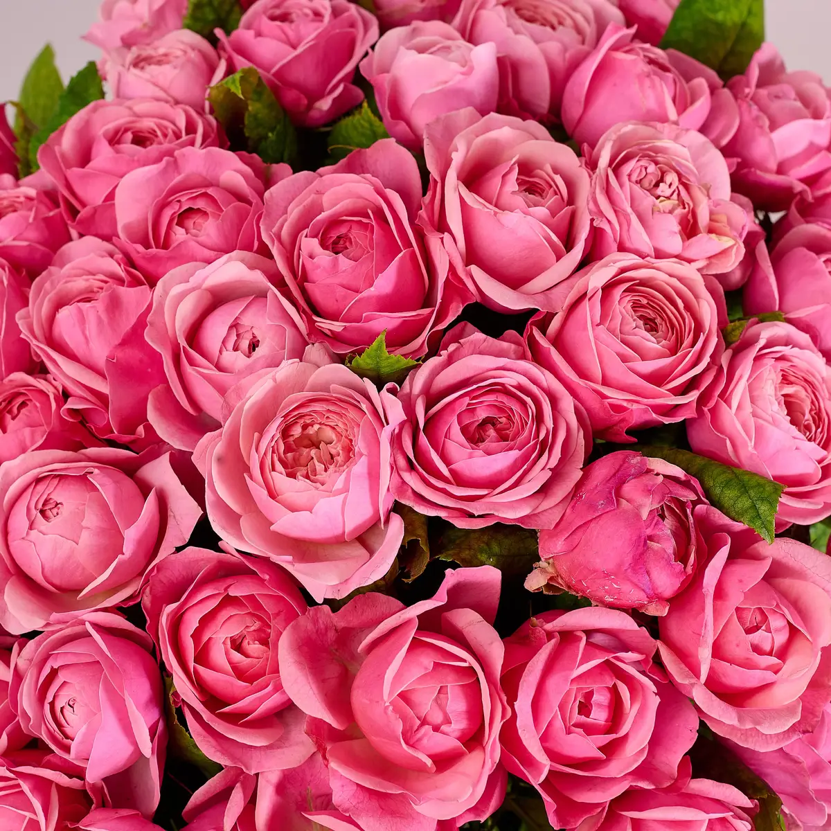 Букет 51 Троянда Сільва Пінк купити недорого в Україні, фото 3