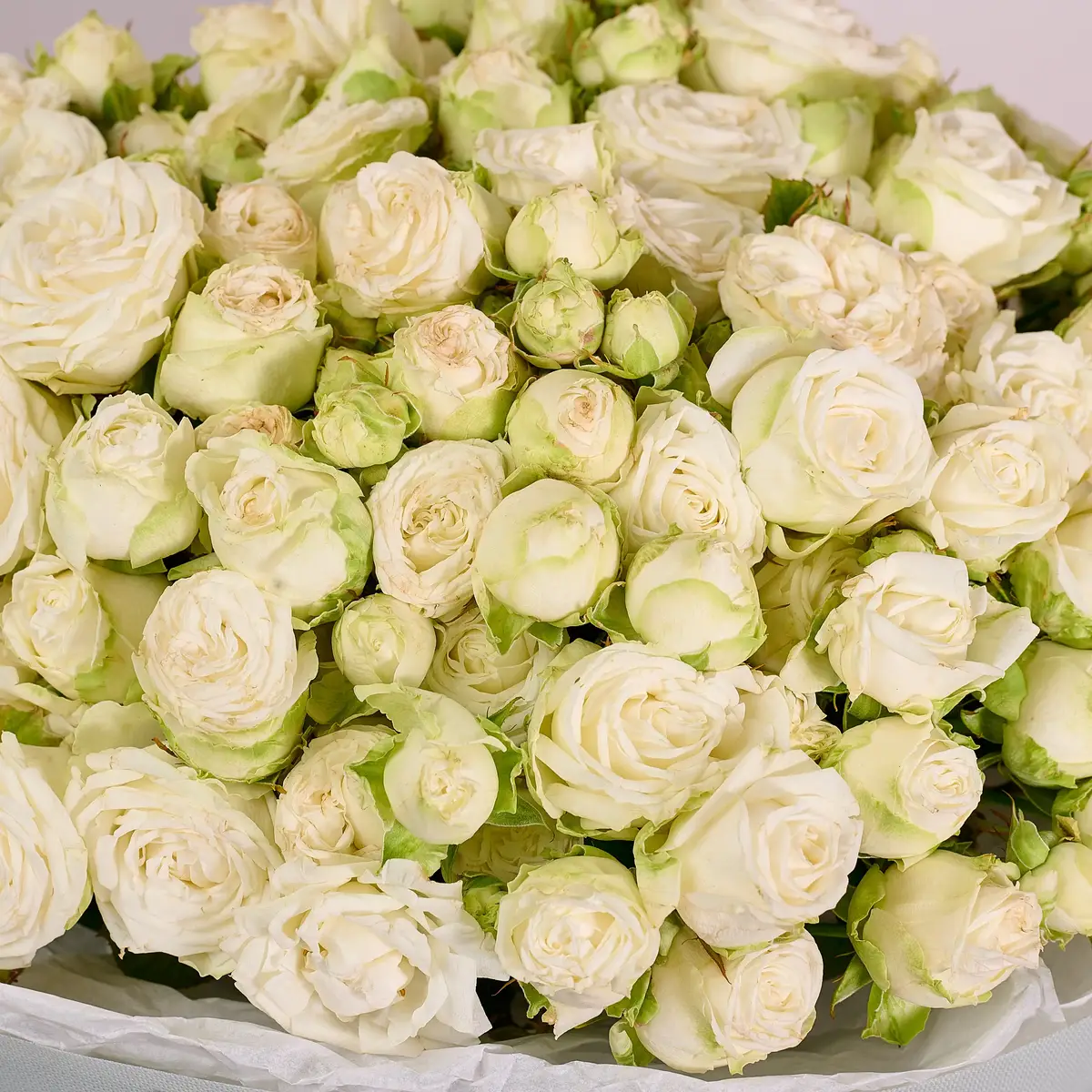 Букет 25 Роз спрей Мисс Бомбастик купить недорого в Украине, фото 3